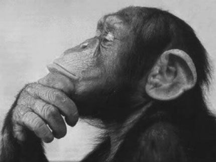 A chimpanzee, chin in hand, thinking