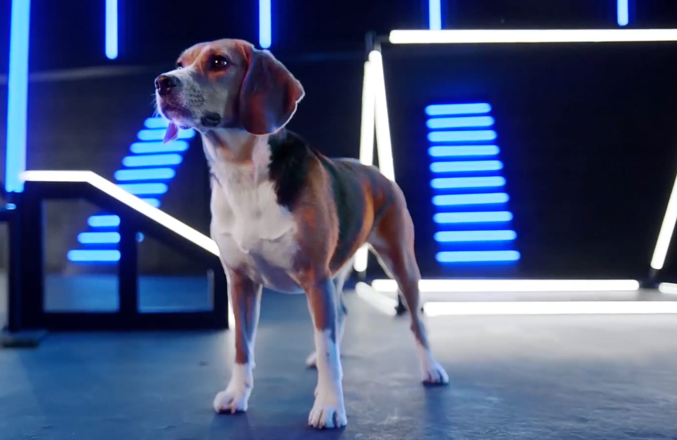 Commercial set, beagle on a neon-lit stage